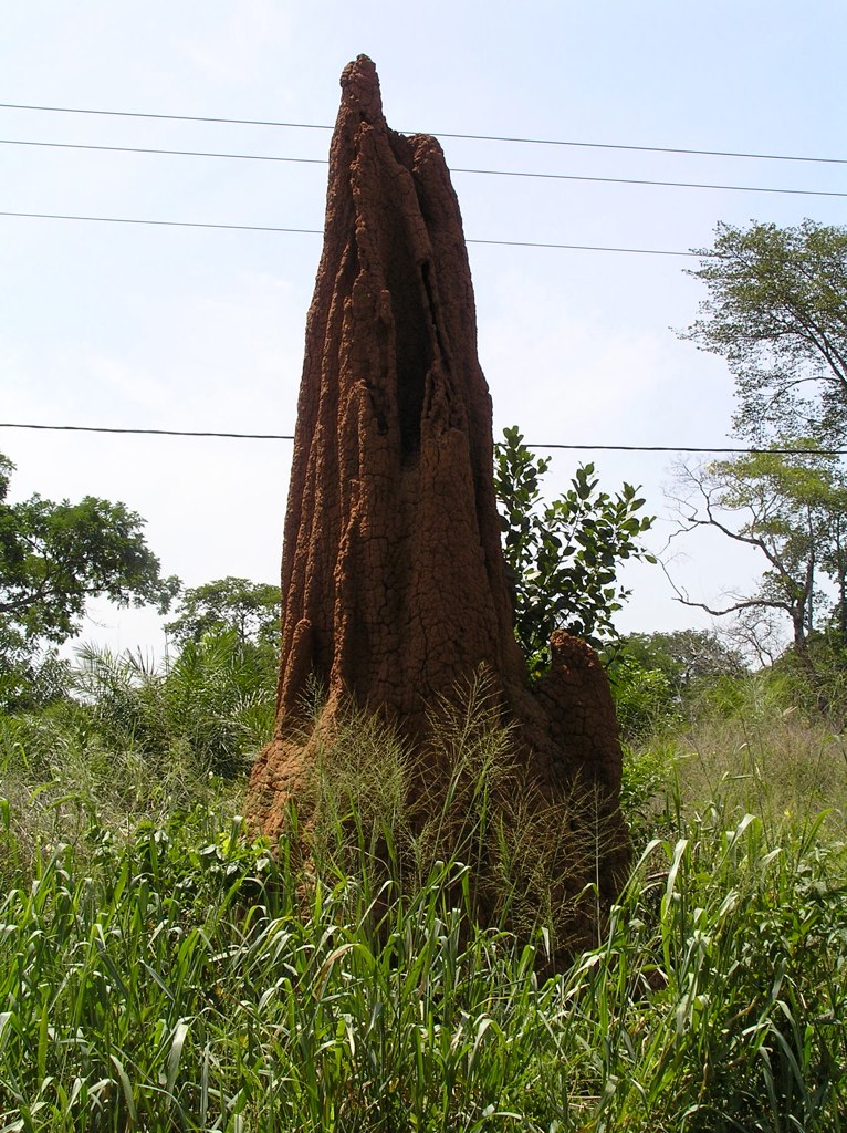 Image showing the results of both termite and human behaviour
